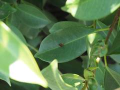 Choreutis amethystodes
