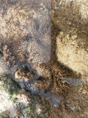 Pilumnus vespertilio