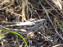 Schistocerca cancellata