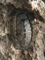 Acanthopleura gemmata