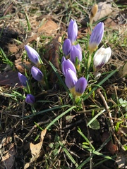 Crocus vernus