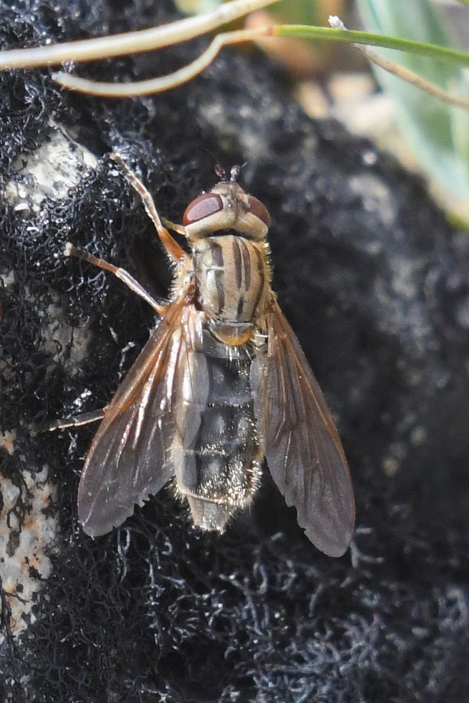 Brook's Bog Fly