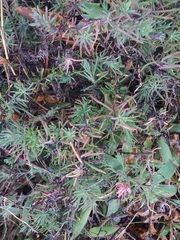 Enchylaena tomentosa