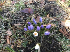 Crocus vernus