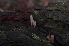 Artomyces austropiperatus