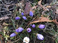 Crocus vernus