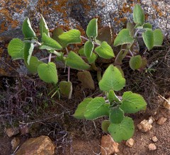 Tetradenia