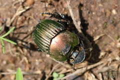 Phanaeus amithaon