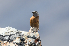 Leucosticte tephrocotis littoralis