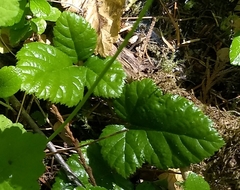 Rubus nivalis
