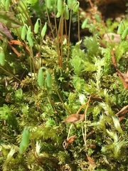 Plagiomnium venustum