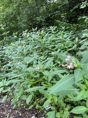 Impatiens glandulifera