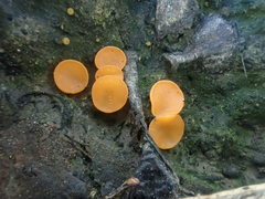 Pulvinula archeri