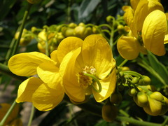 Senna spectabilis