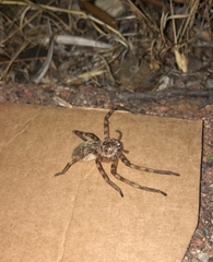 Eusparassus