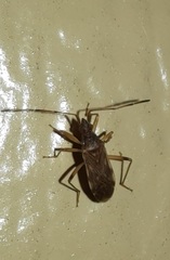 Ozophora salsaverdeae