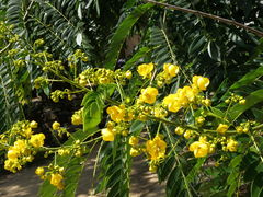 Senna spectabilis