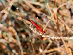 Crocothemis erythraea