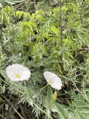 Convolvulus arvensis