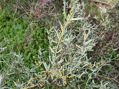 Acacia victoriae
