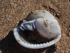 Semicassis bisulcata