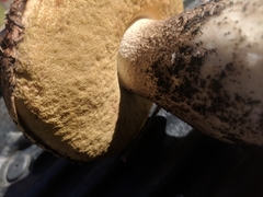 Leccinum