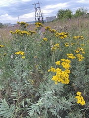 Tanacetum vulgare