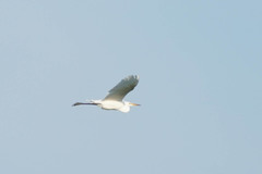 Ardea alba
