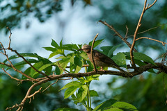 Hypsipetes amaurotis