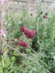 Sanguisorba officinalis
