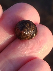 Littorina mandshurica