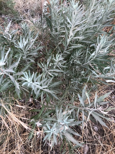 Mugwort foliage