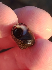 Littorina mandshurica