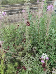 Sanguisorba officinalis