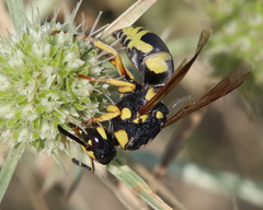 Euodynerus fastidiosus