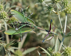 Empusa pennicornis