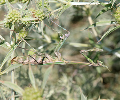 Empusa pennicornis