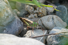 Locusta migratoria