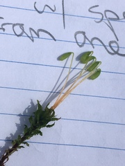 Plagiomnium venustum