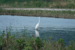 Ardea alba