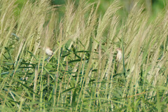 Acrocephalus orientalis