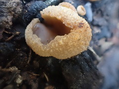 Peziza echinospora