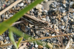 Aiolopus thalassinus tamulus