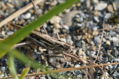 Aiolopus thalassinus tamulus