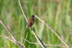 Emberiza cioides