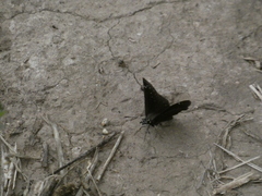 Pholisora