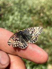 Boloria alaskensis