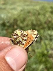 Boloria alaskensis