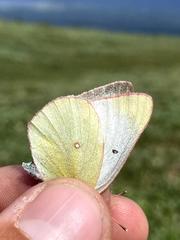 Colias canadensis