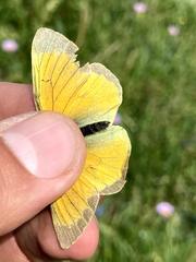 Colias canadensis